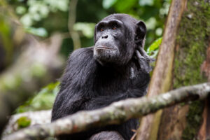 Time for Chimpanzee Trekking in Kibale 