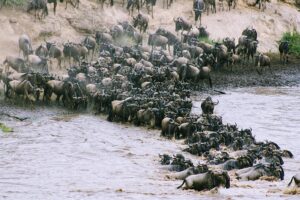 Uganda vs Kenya Safari: 