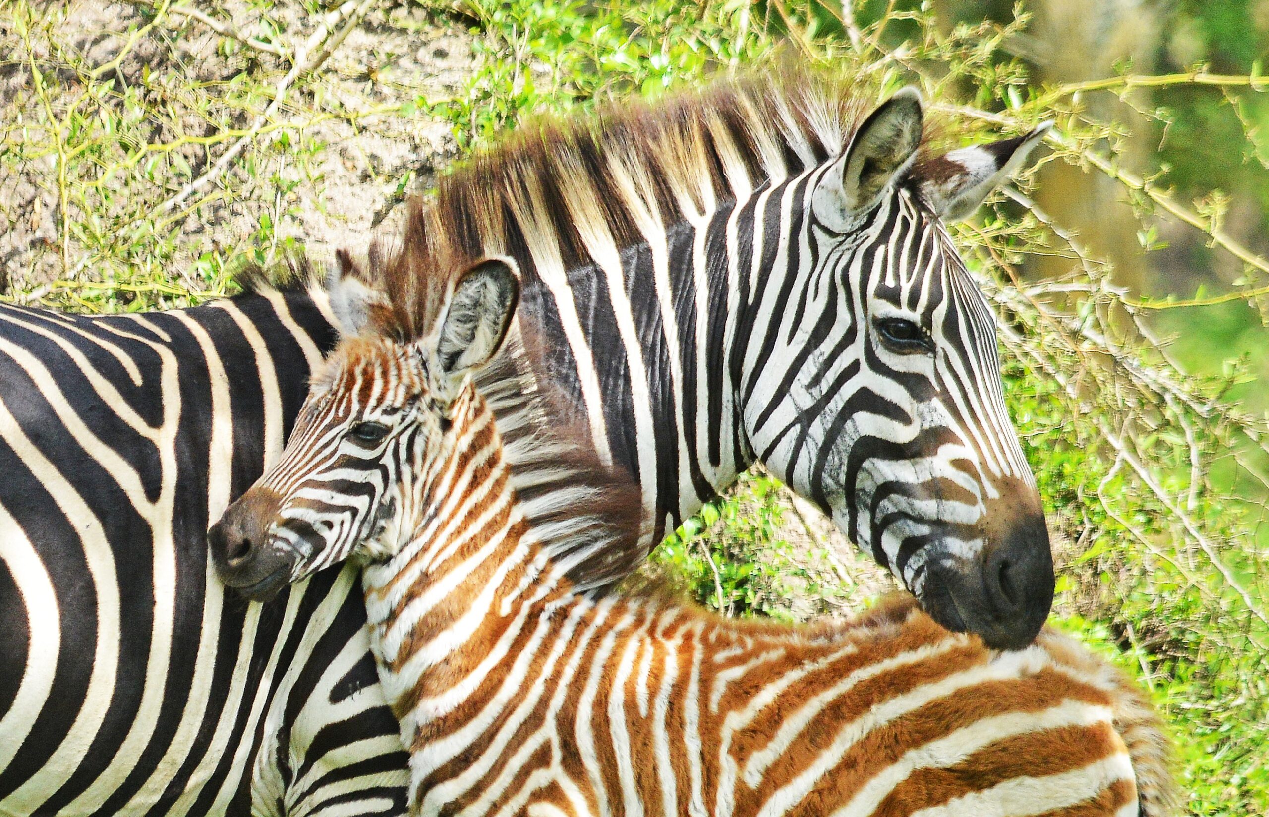 5-Day Uganda Safari Itinerary Without Gorilla Trekking