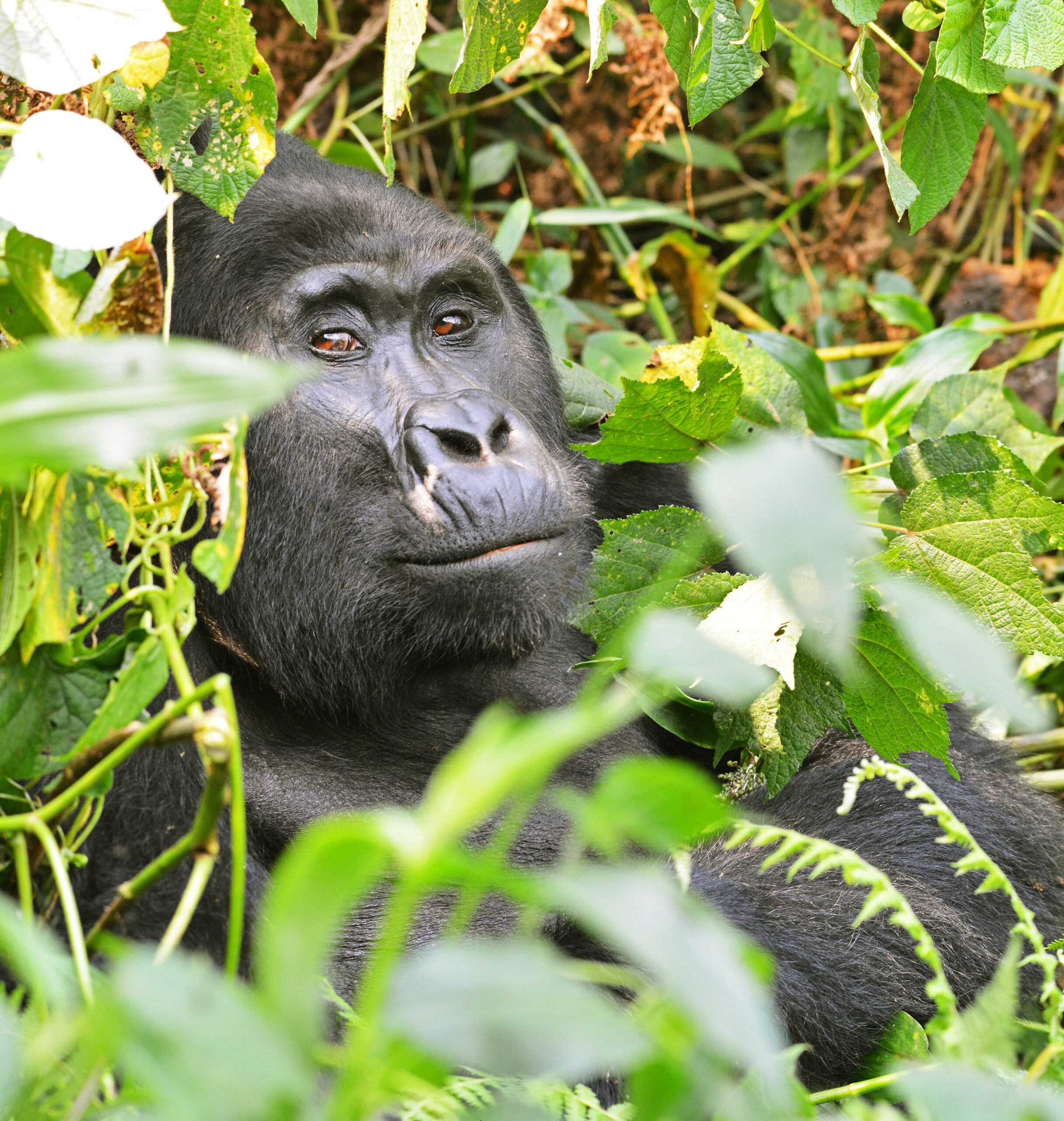 Gorilla Permit Revenue
