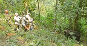 Gorilla Permit Revenue