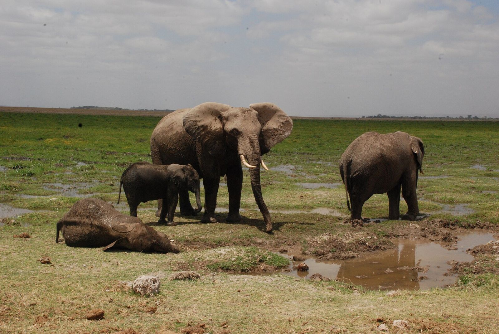 Amboseli National Park, Kenya