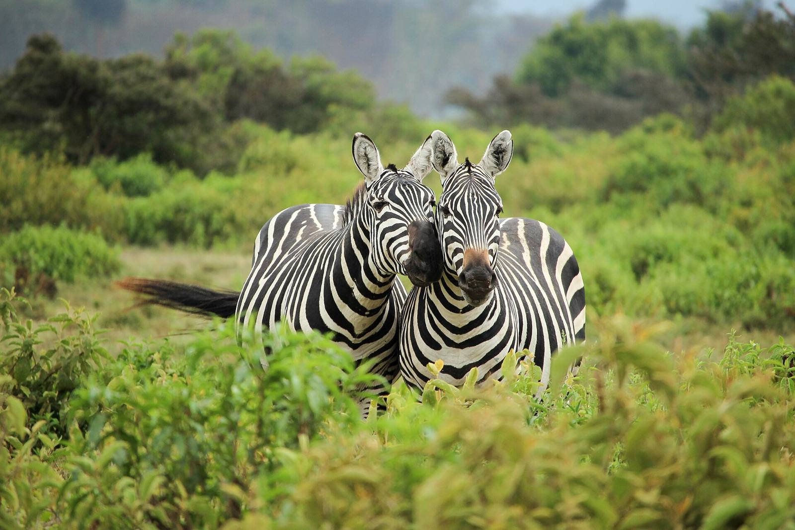 Best Time to Visit Kenya