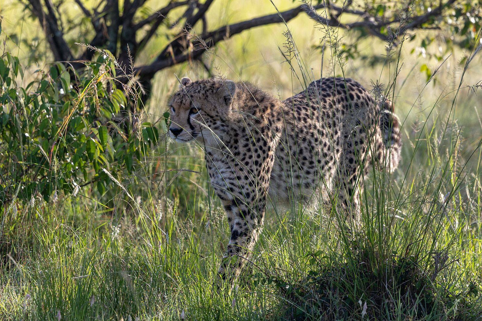 3-Day Masai Mara Safari from Nairobi