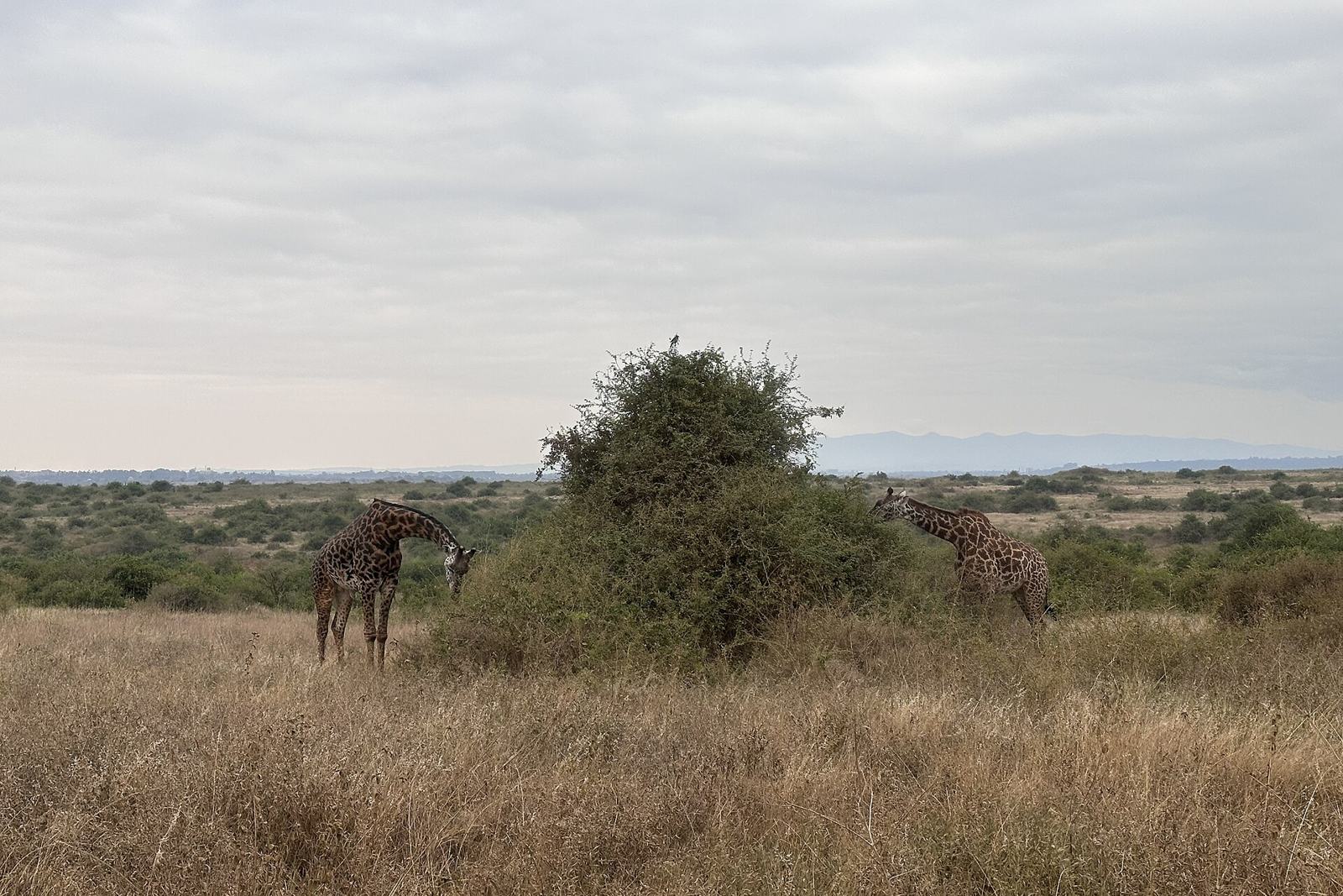 Kenya Travel Guide for Safari Travellers