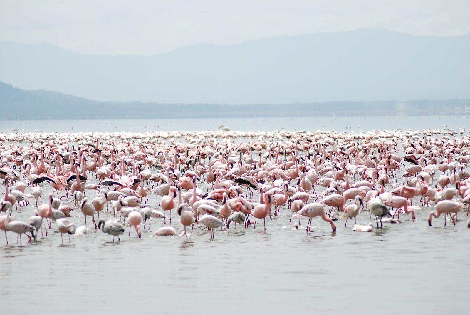 Lake Nakuru National Park, Kenya