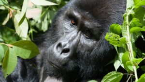 Hiring a Porter for Gorilla Trekking